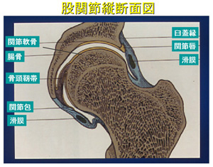 股関節縦断面図