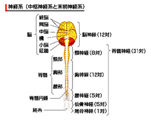 神経系（中枢神経系と末梢神経系）