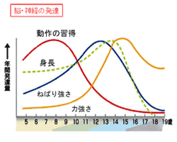 脳・神経の発達